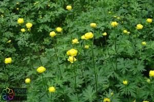 Europese trollius2.jpg_product